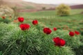 Beautiful landscape with steppe peonies. Unique place in Europe. The only place where these flowers grow is in Transylvania,