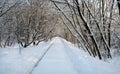 Beautiful landscape with a straight snow-covered path in the park among the trees on sunny winter day Royalty Free Stock Photo