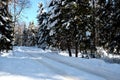 Beautiful landscape with suburban road in snow-covered high trees in the winter forest after snowfall on sunny day Royalty Free Stock Photo