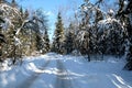 Beautiful landscape with suburban road in snow-covered high trees in the winter forest after snowfall on sunny day Royalty Free Stock Photo