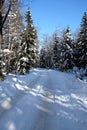 Beautiful landscape with suburban road in snow-covered high trees in the winter forest after snowfall on sunny day Royalty Free Stock Photo