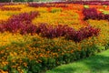 Beautiful landscape of the Summer Garden. Decorative composition of colorful flowers in Riga. Latvia Royalty Free Stock Photo