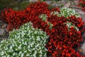 Beautiful landscape of the Summer Garden. Decorative composition of colorful flowers in Riga. Latvia Royalty Free Stock Photo