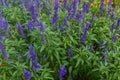 Beautiful landscape of the Summer Garden. Decorative composition of colorful flowers in Riga. Latvia Royalty Free Stock Photo