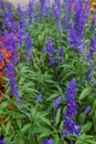 Beautiful landscape of the Summer Garden. Decorative composition of colorful flowers in Riga. Latvia Royalty Free Stock Photo