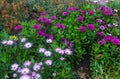 Beautiful landscape of the Summer Garden. Decorative composition of colorful flowers in Riga. Latvia