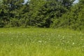 Beautiful landscape of summer nature with glade, fragrant blossom wildflower and forest, Central Balkan mountain, Stara Planina Royalty Free Stock Photo