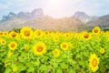 Beautiful landscape with sunflower field with mountain background. Royalty Free Stock Photo