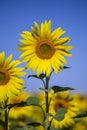 Beautiful landscape with sunflower field over blue sky Royalty Free Stock Photo