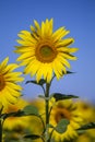 Beautiful landscape with sunflower field over blue sky Royalty Free Stock Photo