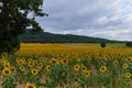 Beautiful landscape with sunflower field over cloudy blue sky Royalty Free Stock Photo