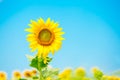 Beautiful landscape with sunflower field over cloudy blue sky and bright sun lights Royalty Free Stock Photo