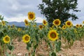 Beautiful landscape with sunflower field over cloudy blue sky Royalty Free Stock Photo