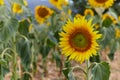 Beautiful landscape with sunflower field over cloudy blue sky Royalty Free Stock Photo