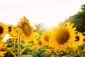 Beautiful landscape with sunflower field over cloudy blue sky and bright sun lights, Stage photograph of the blooming sun Royalty Free Stock Photo