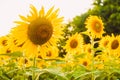 Beautiful landscape with sunflower field over cloudy blue sky and bright sun lights, sunflowers close-up in the field Royalty Free Stock Photo