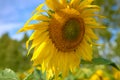 Beautiful landscape with sunflower field on summer day Royalty Free Stock Photo