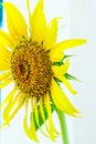 Beautiful landscape sunflower Royalty Free Stock Photo