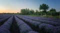 Sunset over lavender field in Bulgaria Royalty Free Stock Photo