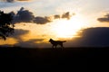 Beautiful landscape at sunset with timber wolf Royalty Free Stock Photo