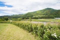 Beautiful landscape of Takayama mura at sunny summer or spring day and blue sky in Kamitakai District in northeast Nagano Royalty Free Stock Photo