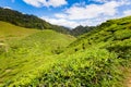 Cameron Highlands Bharat tea plantation