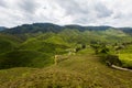 Cameron Highlands Bharat tea plantation