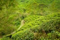 Cameron Highlands Boh tea plantation