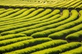 Beautiful landscape of the tea field Royalty Free Stock Photo