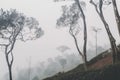 Beautiful landscape of the tea field Royalty Free Stock Photo