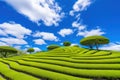 Beautiful landscape of the tea field Royalty Free Stock Photo