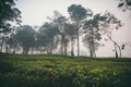 Beautiful landscape of the tea field Royalty Free Stock Photo