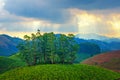 Landscape tea plantations and hills in pre-dawn haze, India Royalty Free Stock Photo