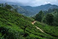 Beautiful landscape with tea plantations in Nuwara Eliya, Sri Lanka. Tea leaves growing in the front and blue mountains in the Royalty Free Stock Photo