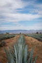 beautiful landscape tequilero field full of maguey with a blue sky and mountains Royalty Free Stock Photo