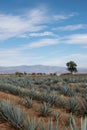 beautiful landscape tequilero field full of maguey in jalisco Royalty Free Stock Photo