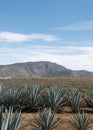 beautiful landscape tequilero field full of maguey Royalty Free Stock Photo