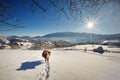 Winter in Pestera Village, Piatra Craiului national park, Brasov, Romania Royalty Free Stock Photo