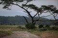 Beautiful landscape with tree in africa Royalty Free Stock Photo