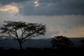 Beautiful landscape with tree in africa Royalty Free Stock Photo