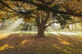 Beautiful landscape with a tree, colorful leaves and fog. Magical old tree. Autumn forest in fog with sun rays. Royalty Free Stock Photo