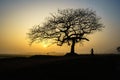 Beautiful landscape with tree silhouette at sunrise. Royalty Free Stock Photo