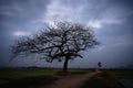 Beautiful landscape with tree silhouette at sunrise. Royalty Free Stock Photo