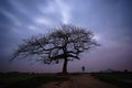 Beautiful landscape with tree silhouette at sunrise. Royalty Free Stock Photo