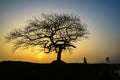 Beautiful landscape with tree silhouette at sunrise. Royalty Free Stock Photo