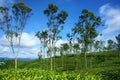 Beautiful landscape, tree, tea hill, Dalat travel Royalty Free Stock Photo