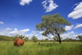 Beautiful landscape. Tree, termite mound in green field.
