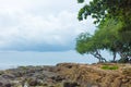 Beautiful landscape with trees on the coastline of the sea during an outflow Royalty Free Stock Photo