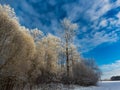 Beautiful landscape of trees covered with white early morning frost Royalty Free Stock Photo