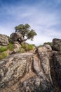 Beautiful landscape of trees growing between the huge granite rocks and holm oaks